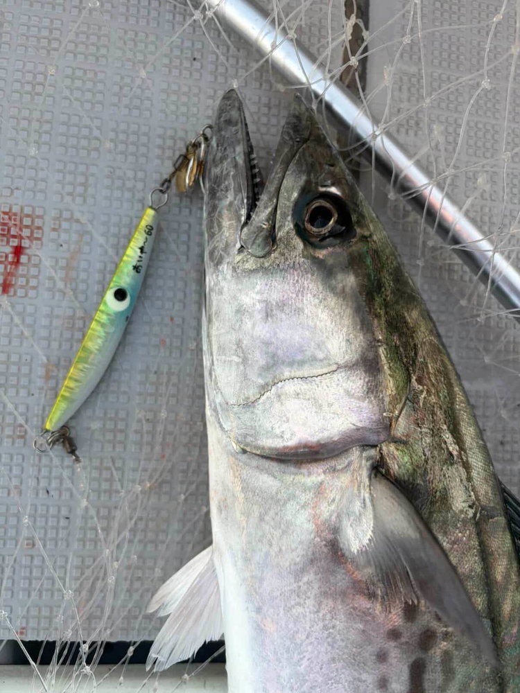 福井県敦賀市の泰丸さんにて！ あいや～じぐ60g＋ブレード サワラ、ヒラマサ、カンパチ 釣果画像ありがとうございました！…