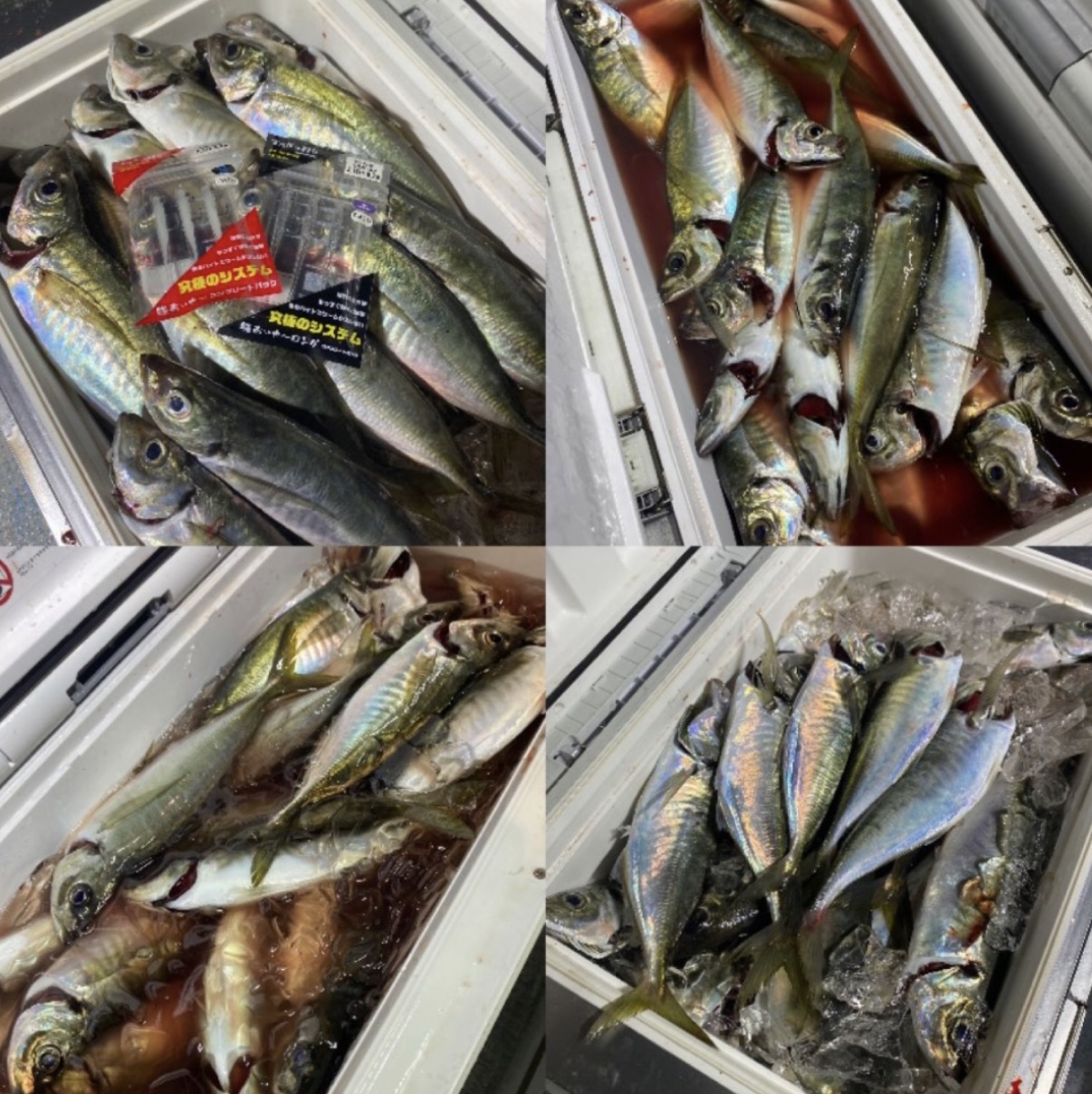 鯵あいや〜シリーズ炸裂